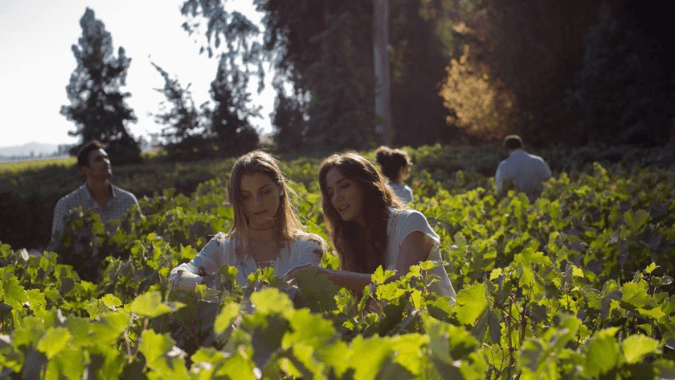 The Maipo Valley is one of the most visited vineyards in Concha y Toro.