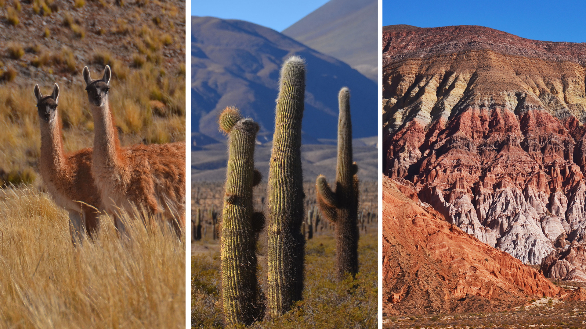 Parque nacional los Cardones en Salta